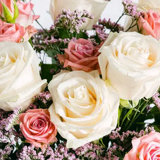 White and peach rose flower detail