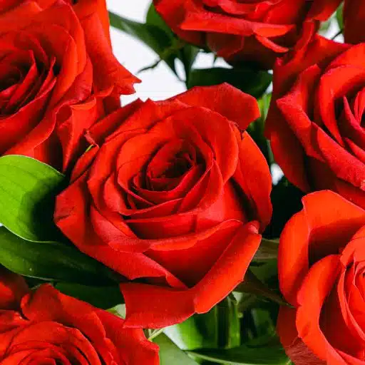Detail eines Straußes aus 12 roten Rosen