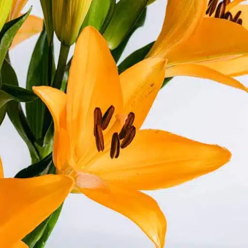 Detalhe de flor de lírio asiático laranja