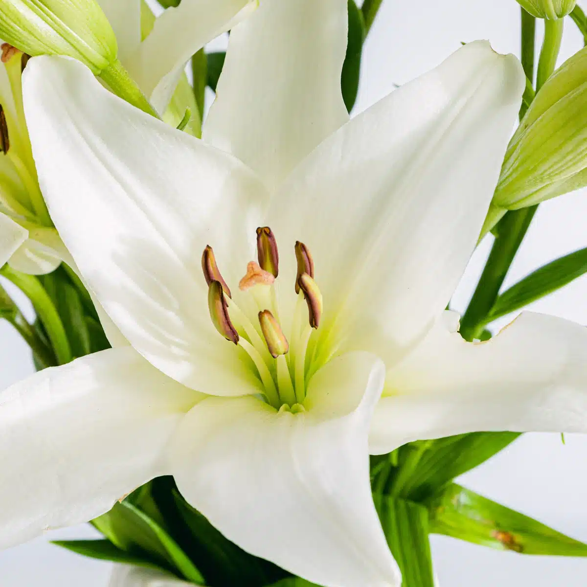 Asian white lilium flower detail