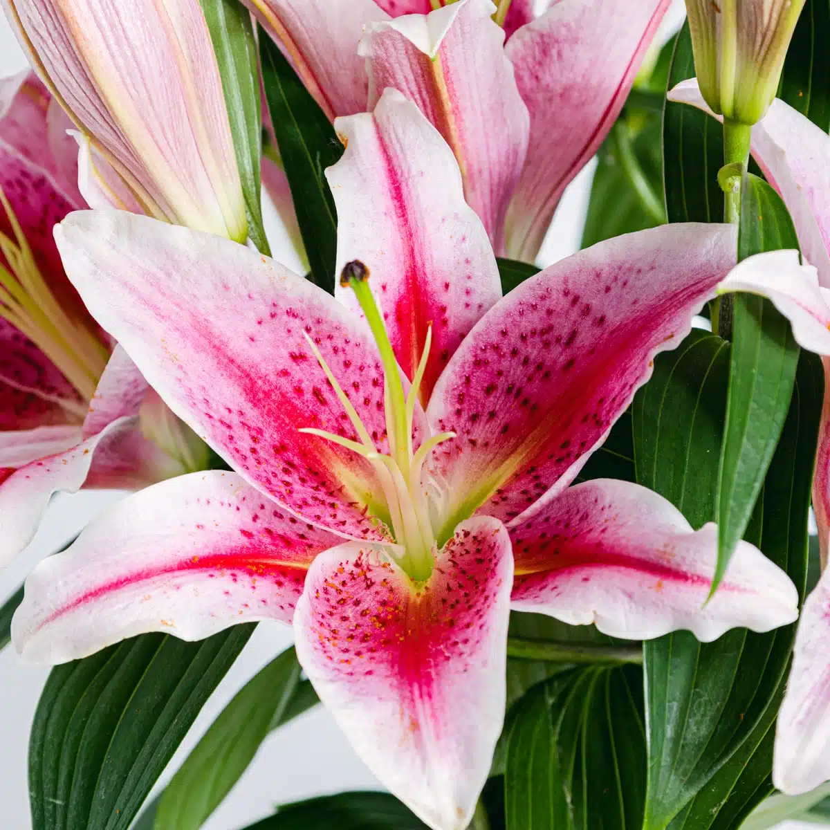 Oriental pink lilium flower detail