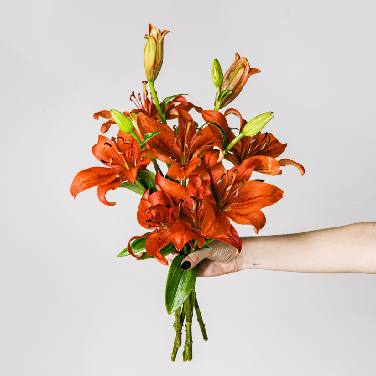 Hand holding red Asiatic lily flowers