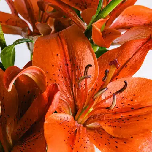 Detalhe de flor de lírio asiático vermelho