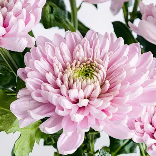 Détail de fleur de chrysanthème rose