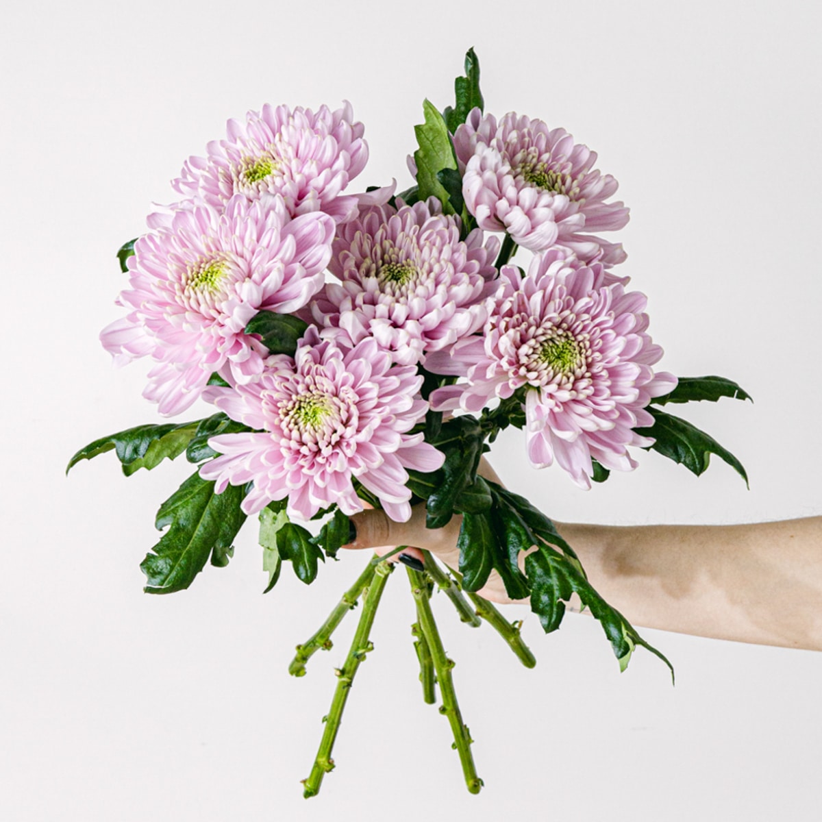 Bouquet of pink chrysanthemum flowers with vase