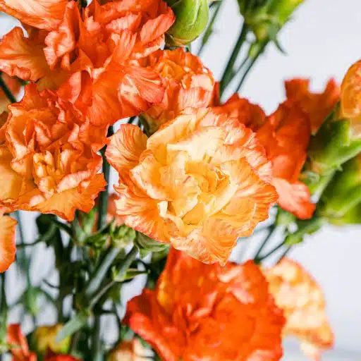 Detalle flor de claveles naranja