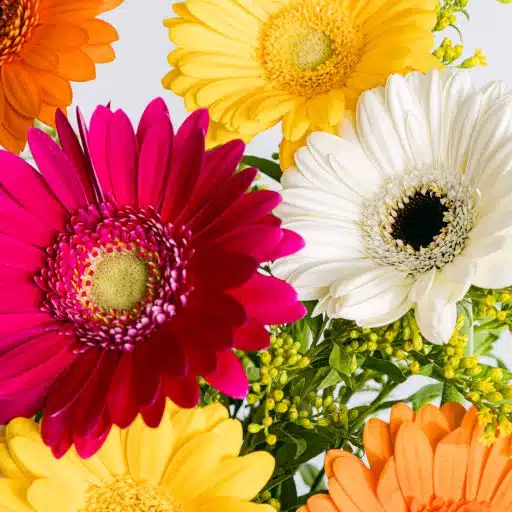 Pormenor de flor de gerbera em várias cores