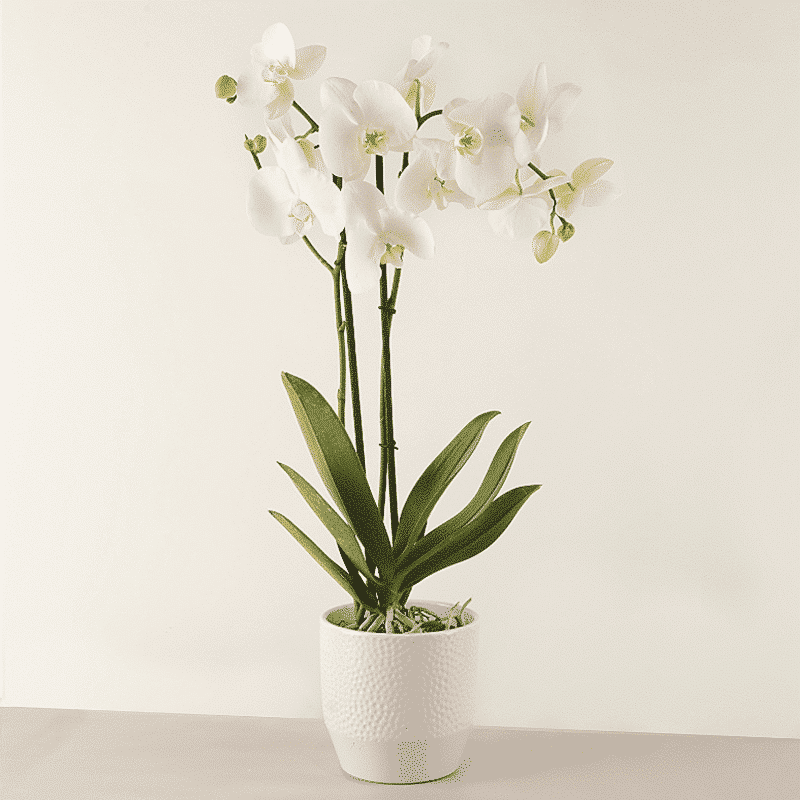 Weiße Orchidee