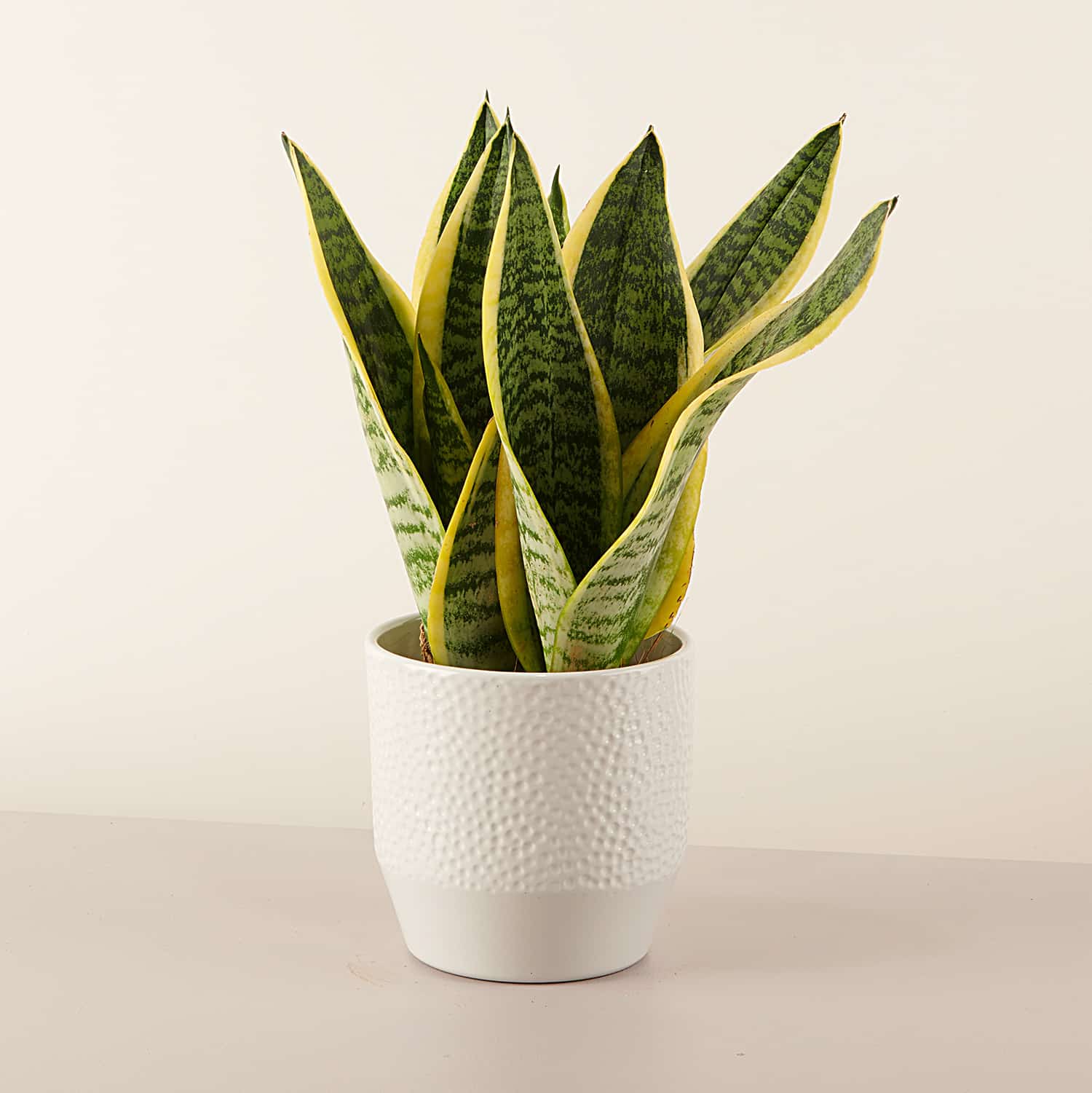 Pianta di Sansevieria con vaso