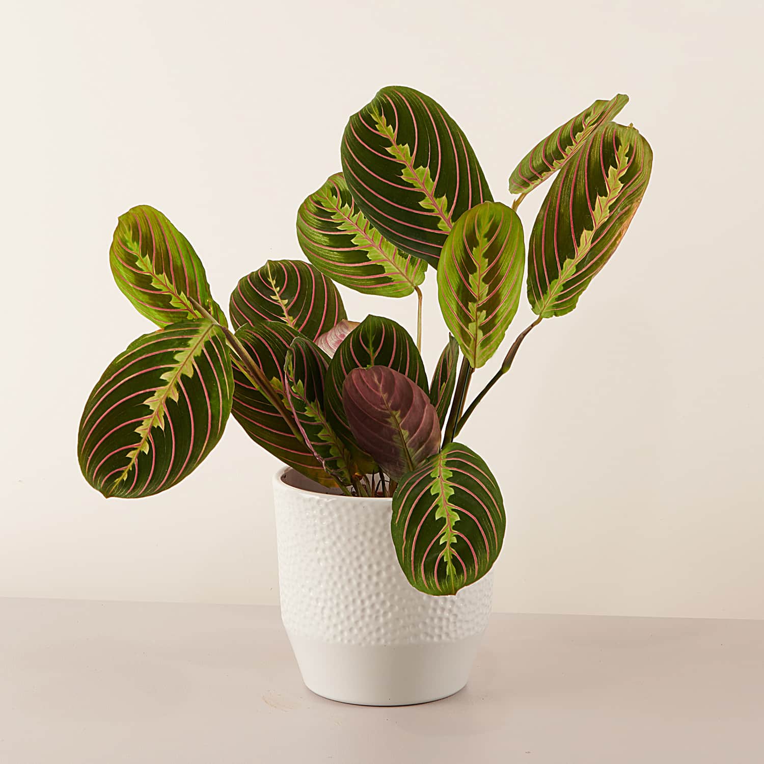 Maranta
