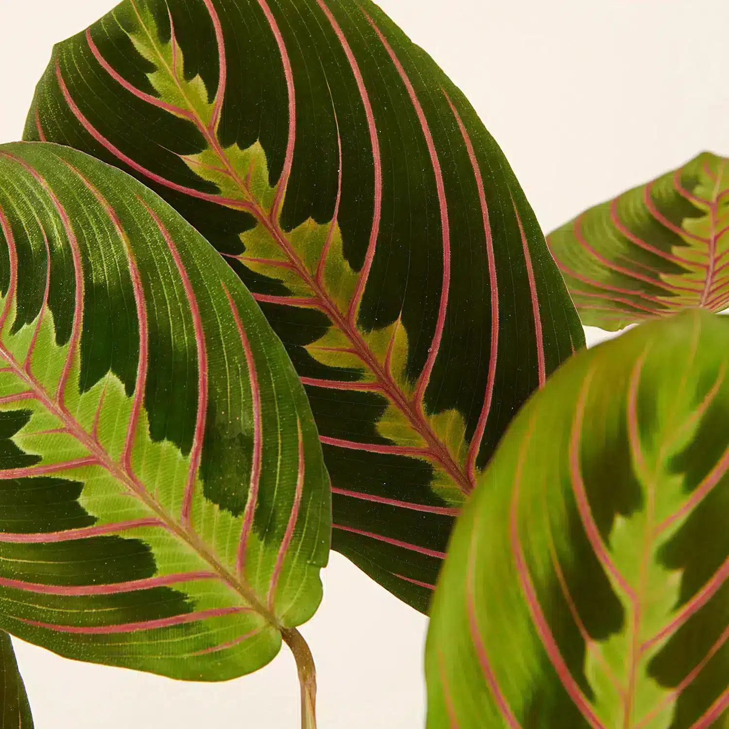 Details Blattpflanze Maranta