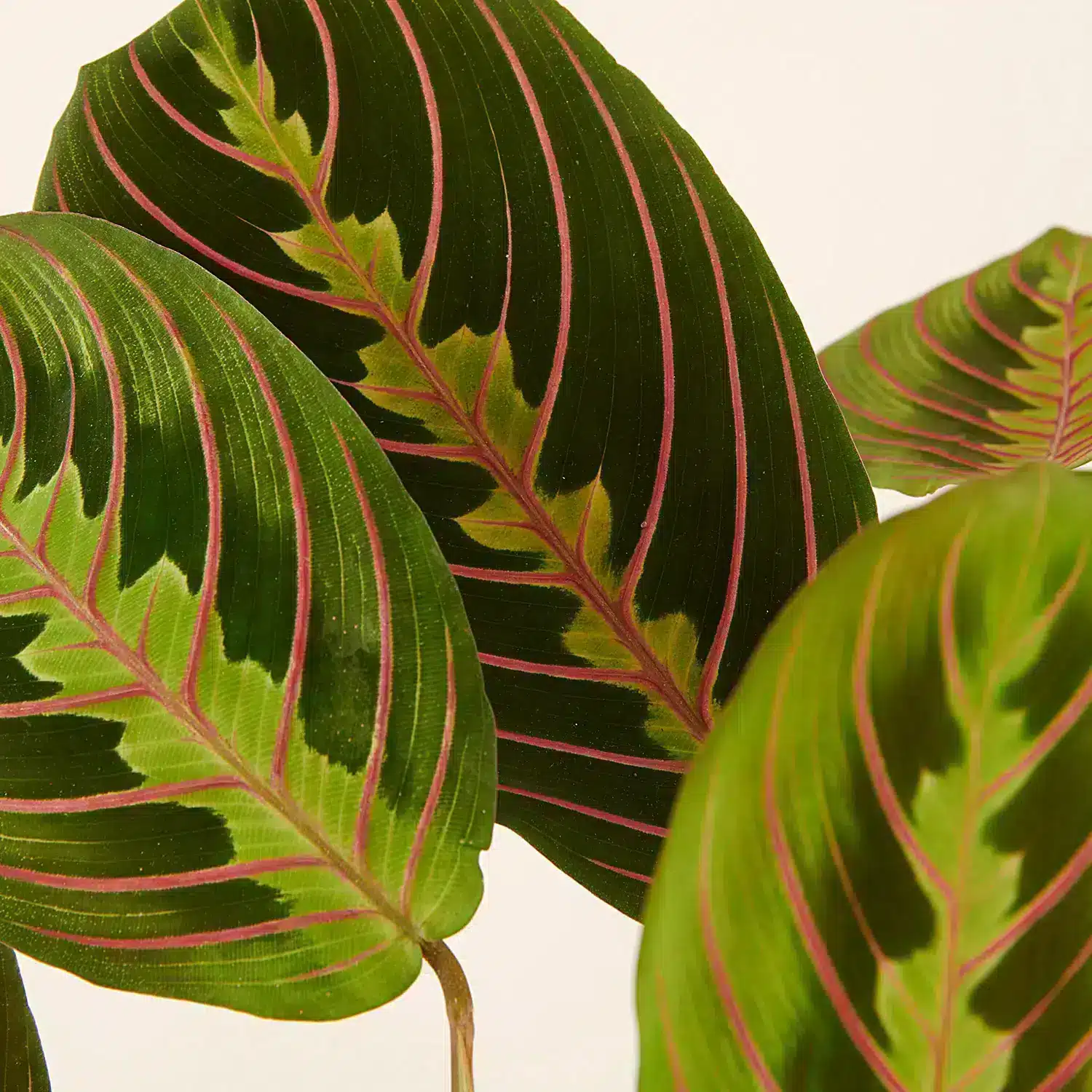 Détails feuille plante Maranta