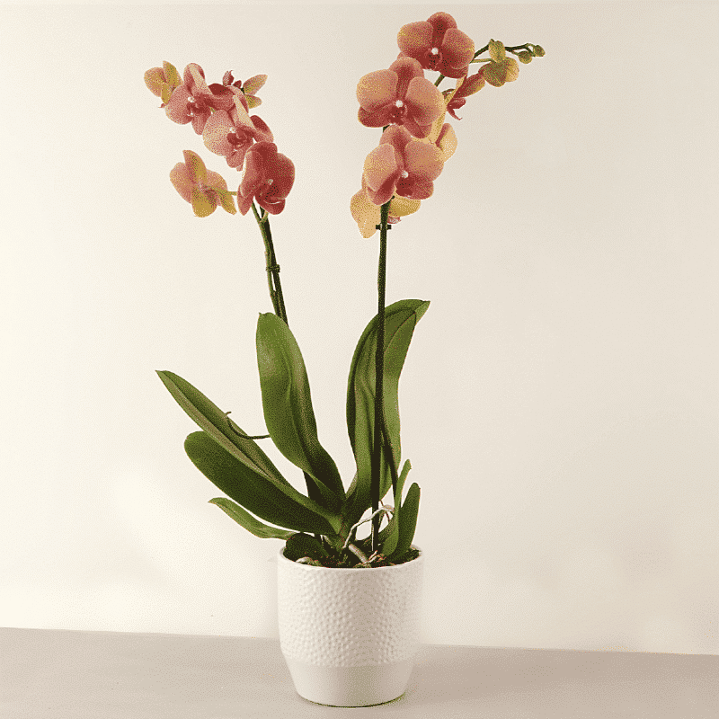 Orquídea Tigre