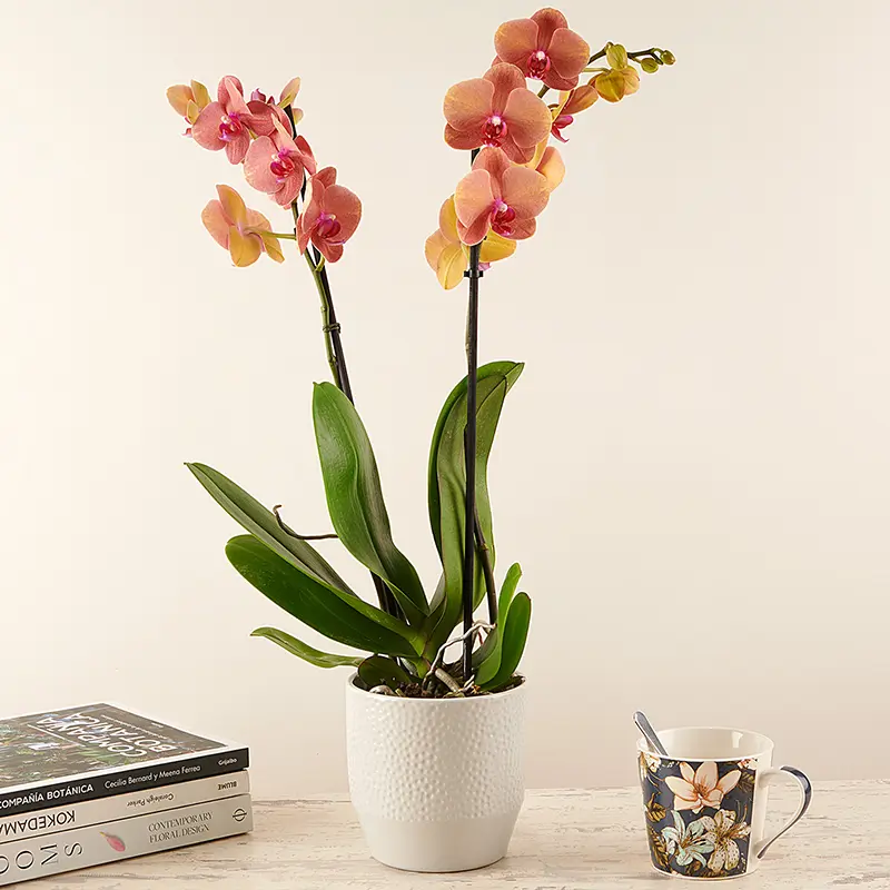 Planta orquidea tigre con macetero