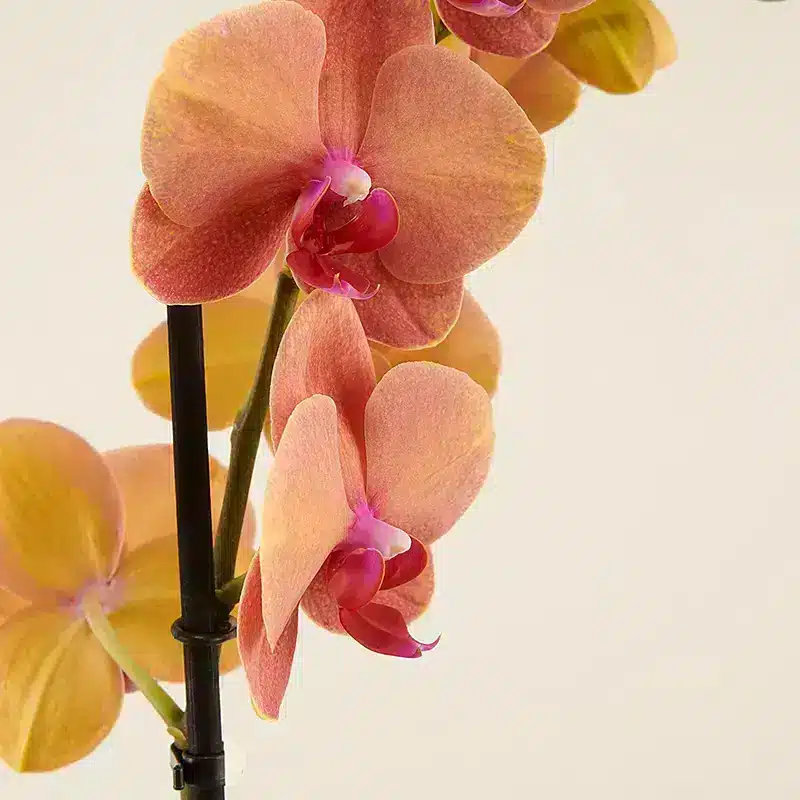 Detalhes da flor da orquídea tigre