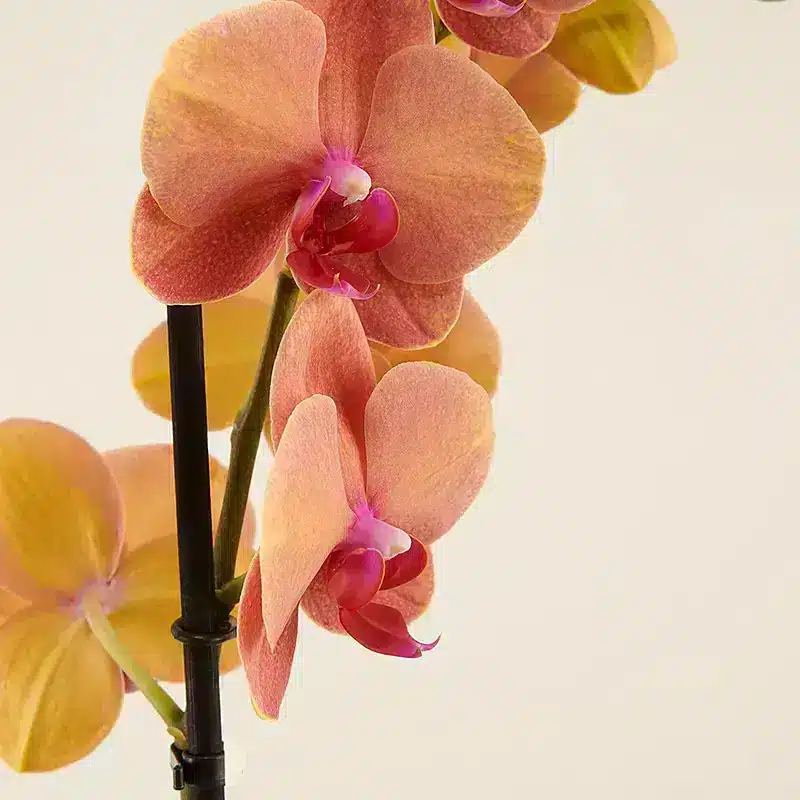 Detalles flor orquídea tigre