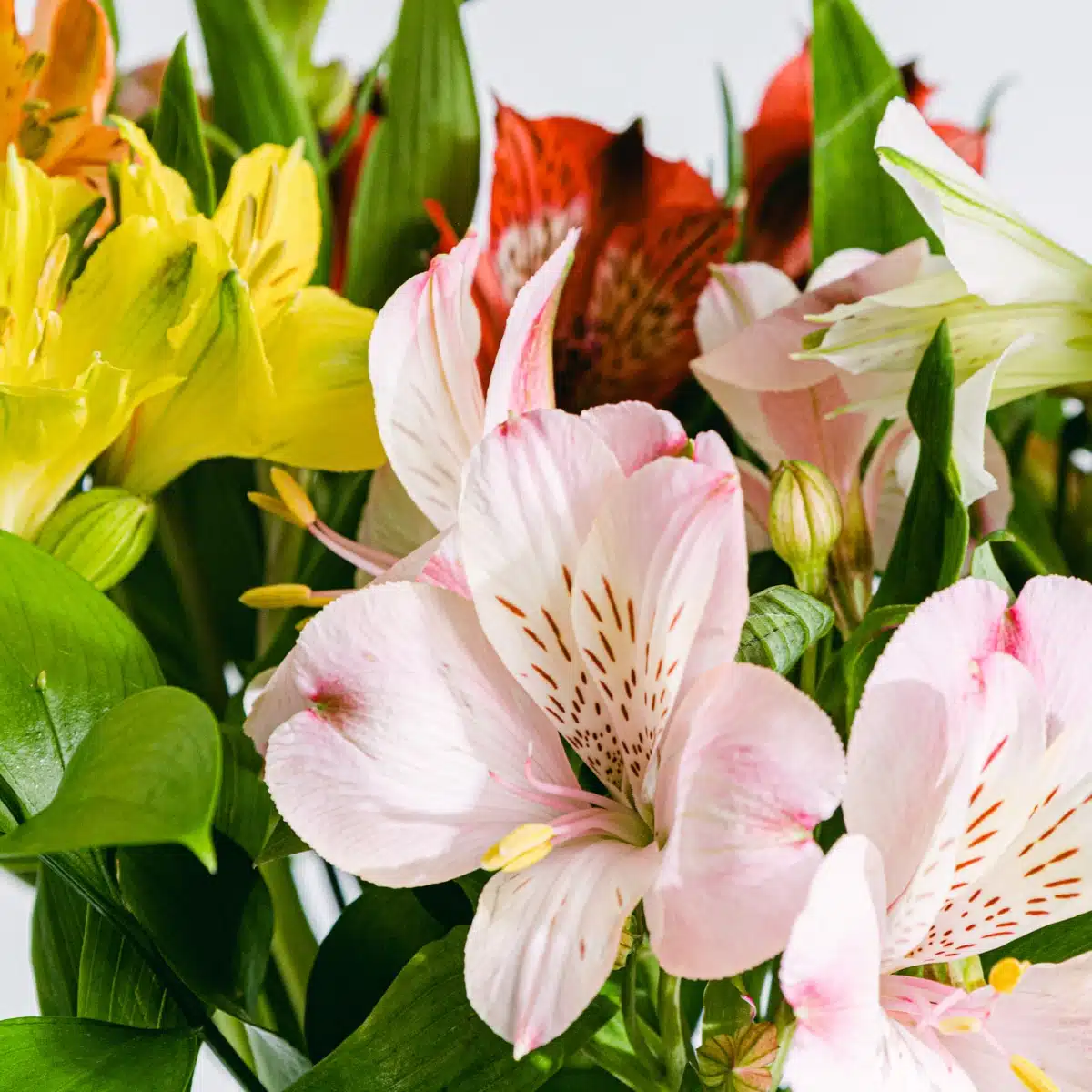 Pormenor de flores de alstroeméria cor-de-rosa, vermelhas, amarelas e cor de laranja, planta de cera branca, hipericão e eucalipto.