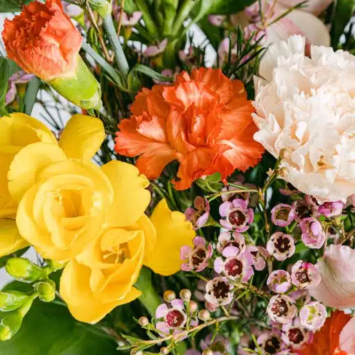 Pormenor de uma planta de cera cor-de-rosa, alstroemérias cor-de-rosa, frésias amarelas e cravos cor de laranja em miniatura