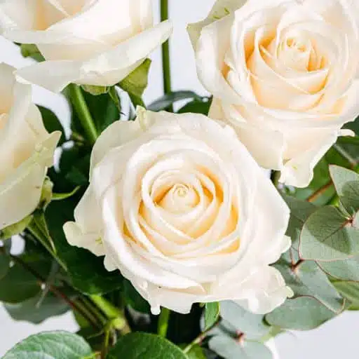 Détail d'une fleur de rose blanche