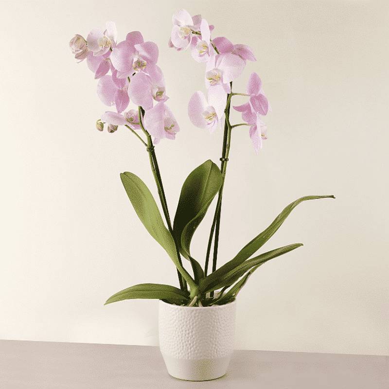 Pink orchid plant with pot