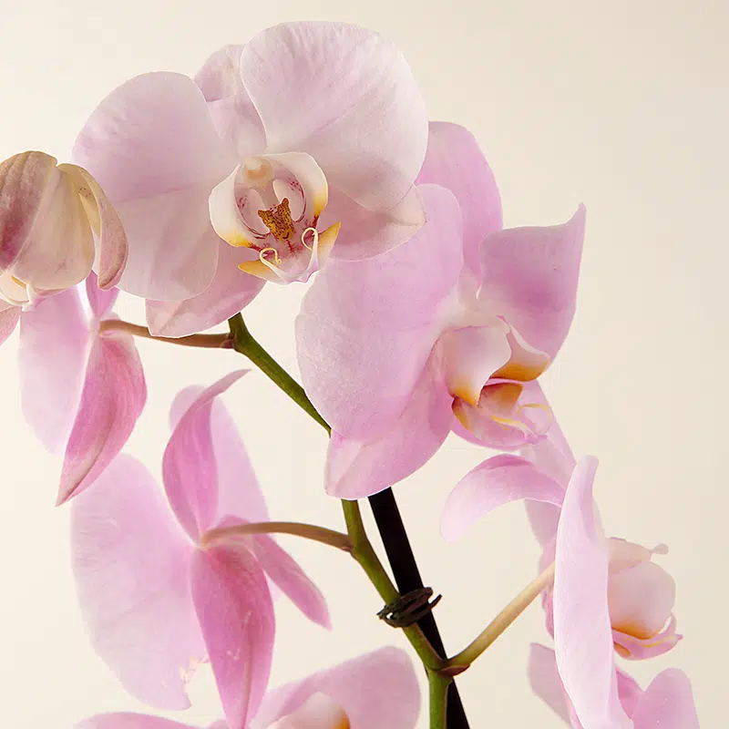 Orchidée Rose