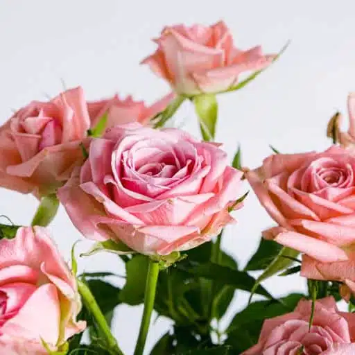 Detalle flor de rosas color rosa suave