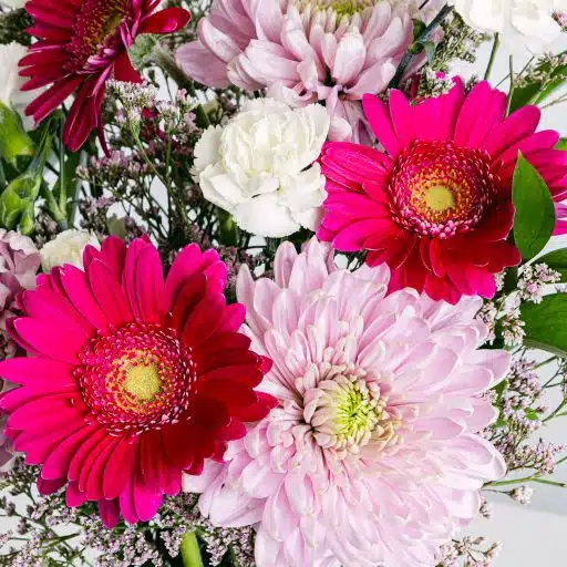 Lilac gerbera flower detail