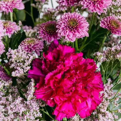 Blumendetail aus lila Nelken und rosa Chrysanthemen