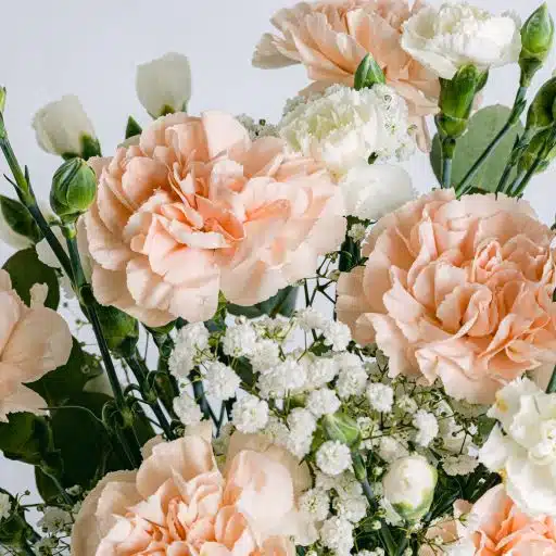 Detalle flor de claveles rosas