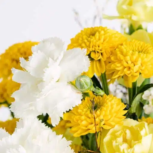 Detail verschiedener gelber Blüten mit weißen Akzenten