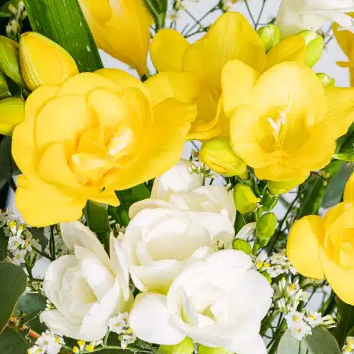 Detalhe de flor de frésia amarela e branca
