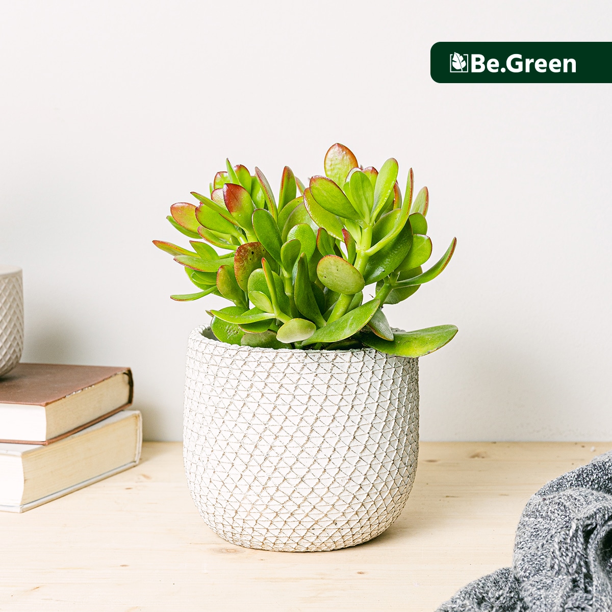 Jade Plant