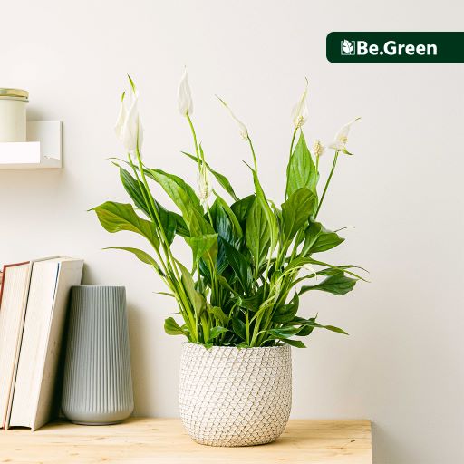 White Peace Lily Plant with Pot
