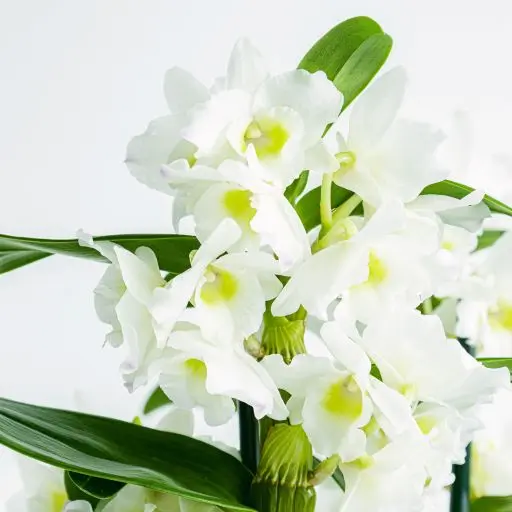 Detalhe de flor de orquídea branca