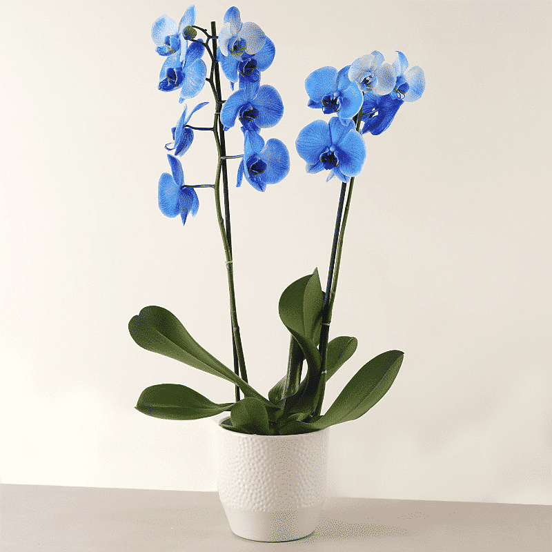 Blue orchid plant with pot