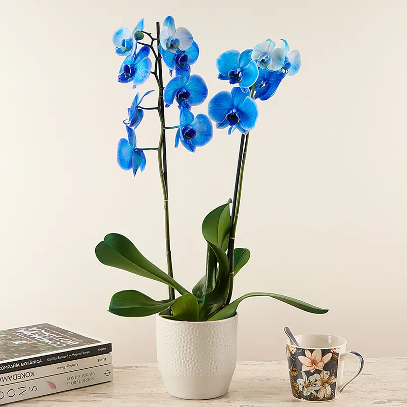 Plante d'orchidée bleue avec pot
