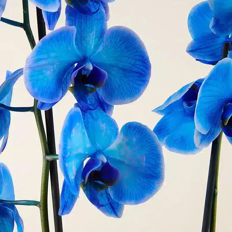 Détails de fleurs d'orchidées bleues
