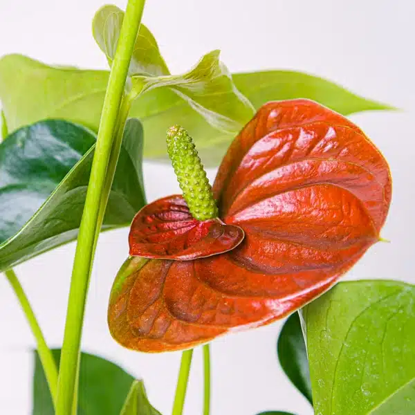 Red anthurium flower details