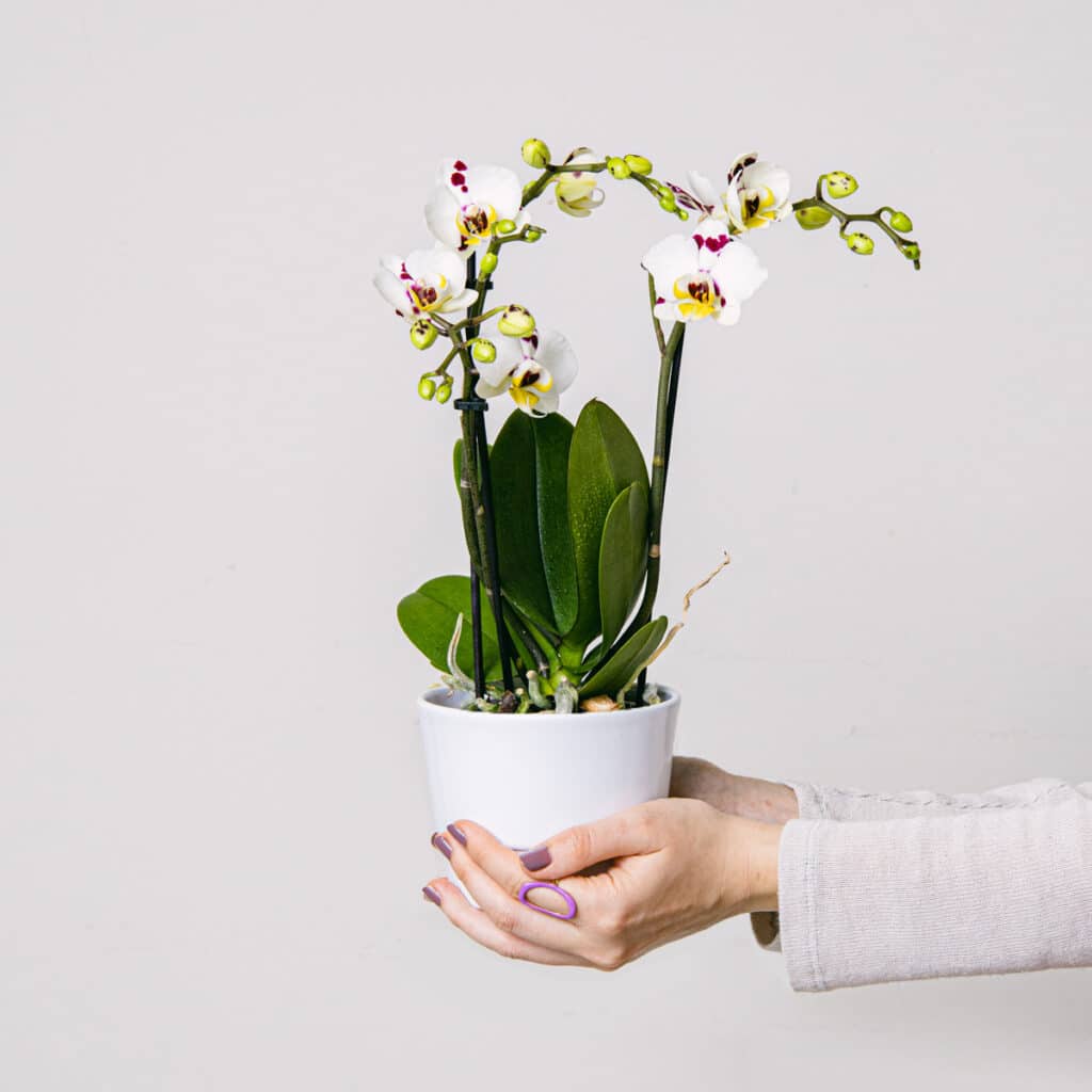 Mini Orquídea Branca