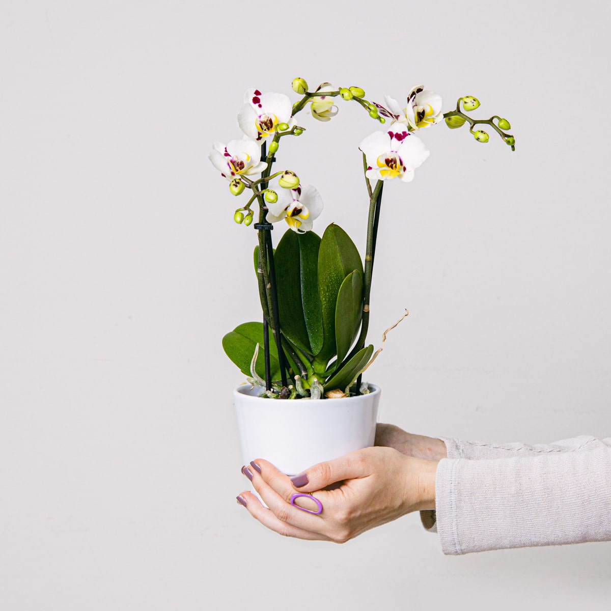 Planta orquídea blanca con macetero