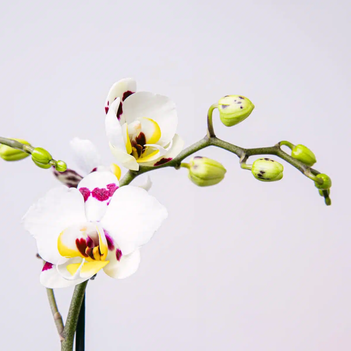 Detalhe de flor de orquídea branca