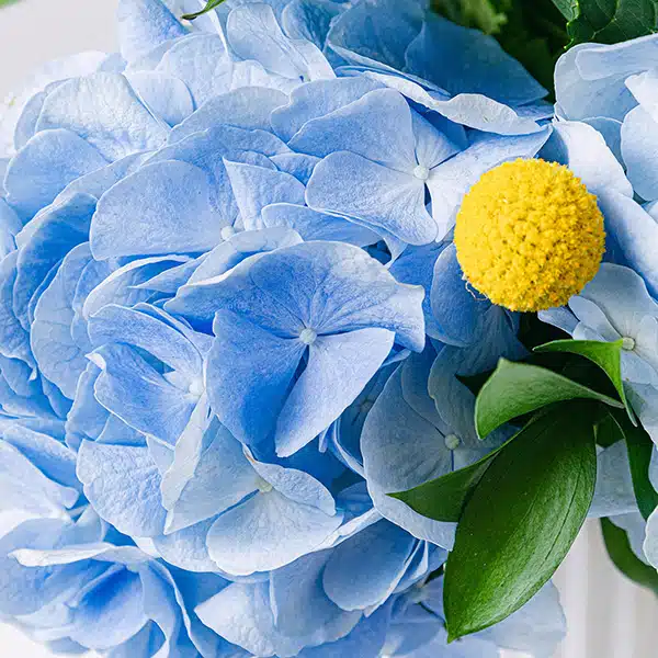 Detalles de las hortensias azules