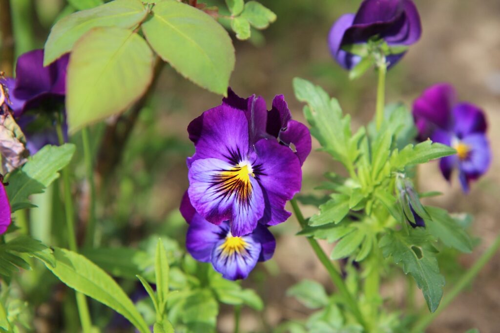 thought, thoughts purple, purple flower, flowering, mini thoughts