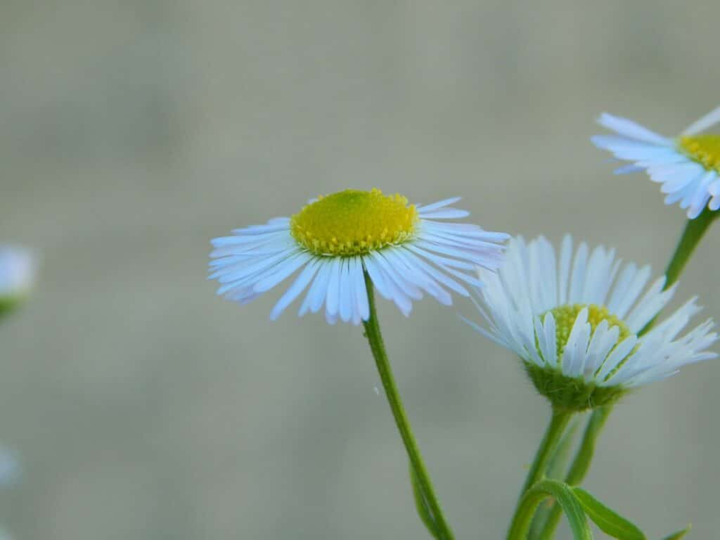 a group of white and yellow flowers
