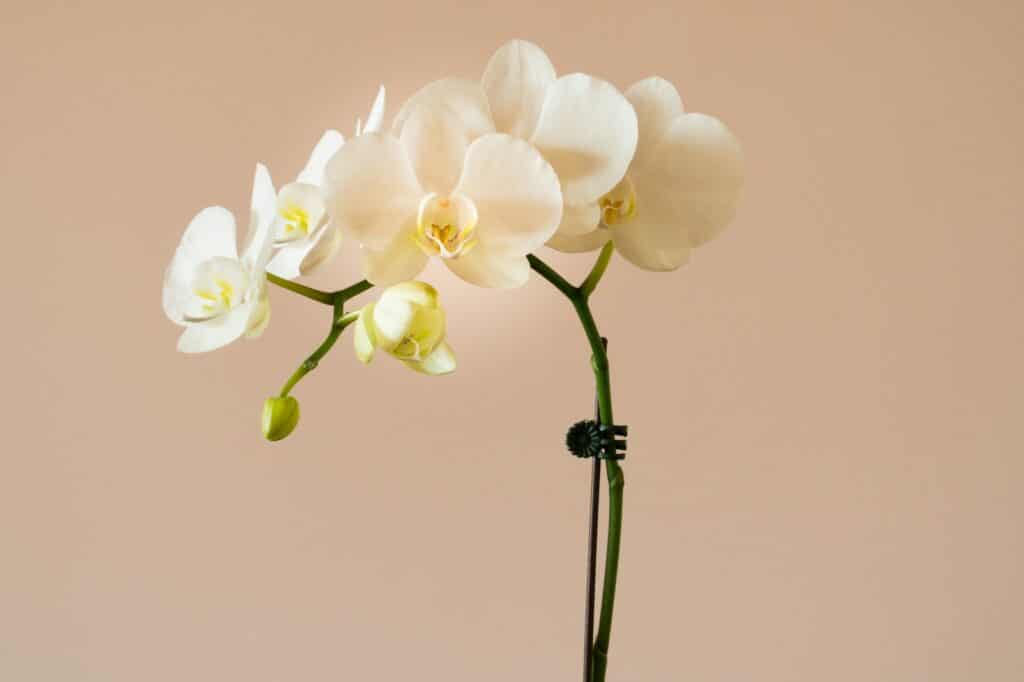 three white flowers in a vase on a table