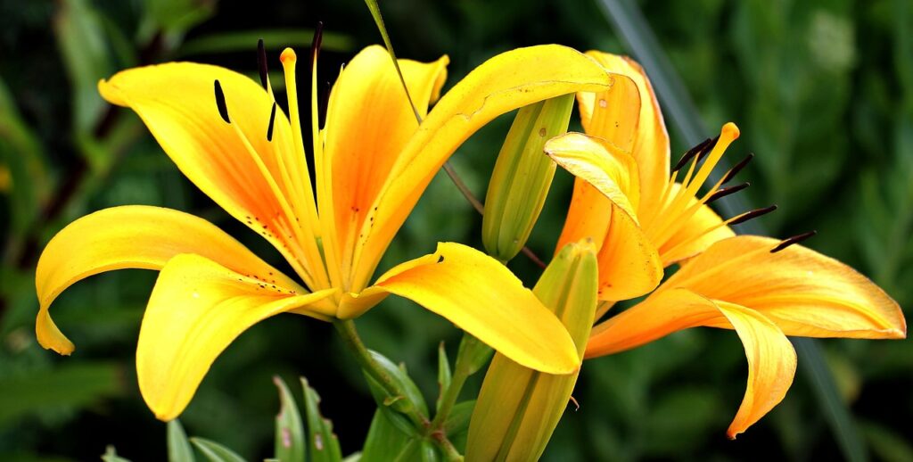 lilies, yellow, flowers, petals, yellow lilies, yellow flowers, flower wallpaper, yellow petals, pistils, blossom, bloom, flora, floriculture, horticulture, beautiful flowers, botany, nature, plants, flower background, close up, spring