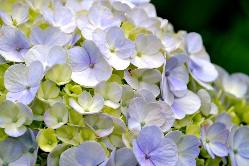 hydrangea, flower wallpaper, flower, flora, nature, purple, beautiful flowers, flower background, pastel
